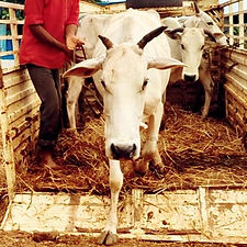 983273cd-40ba-40cb-be75-048ded768539