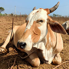 21a09c42-6bbd-40ff-ba5f-5cb4234b4700