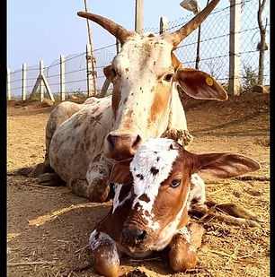 Pitru Tarpan 2024-01-11.jpg