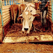 500a7c53-985f-428a-91f5-891d5ef4847d