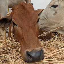 cf11aa75-bc43-4a40-8ed4-1ffb7a4b51ab