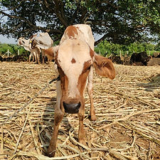 a1eae045-a09e-492f-b372-17fb6622f2da