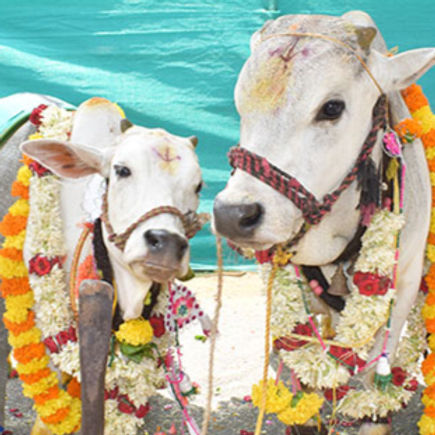 Go Kalayanam Indicative Picture_edited.jpg