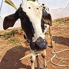 55b74863-5405-4b00-be50-90b36ee68133