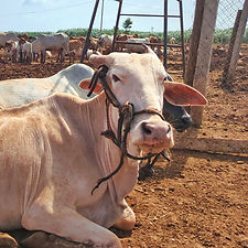 4e98f4d6-b919-4851-8330-f9ca7999c76b