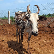 afe97fc7-0ec2-448f-8fe8-5a02bca267cd