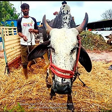 ffe6b068-0395-42c4-bbfe-bf226ce75907