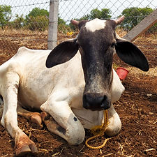 66eeae7d-e785-4277-9ca5-f3ff1423cf29