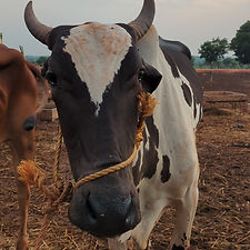 d5b5fe84-3dfb-4e2e-8bda-6a4038f4a20f