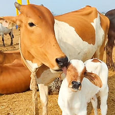 64c316af-43e4-4c4b-a091-2e64f3b261ad