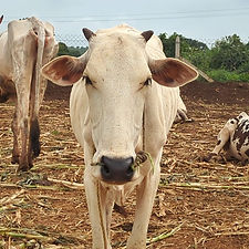 4bc03ef2-a6e7-4b90-b56e-3a5e02c1e4f6