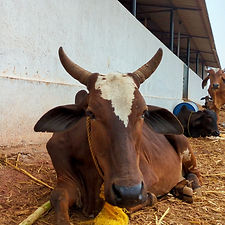 7d6662ba-fbc0-433c-a35a-9110cd5a49cd