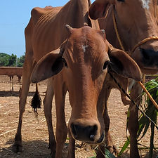 43f1a5e2-3318-4ceb-a559-19c59b40692e