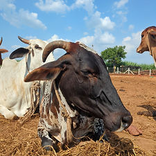 556f69ba-d72c-4c15-9c02-003434f0f0b2