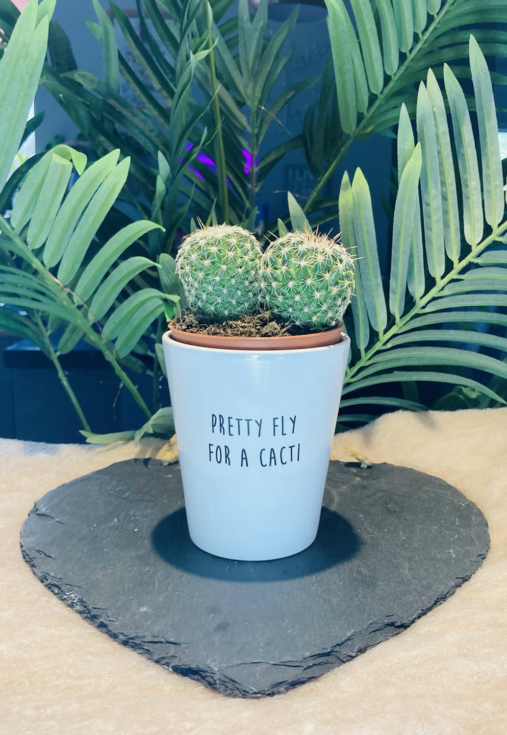‘Pretty fly for a cacti’ Plant Pot