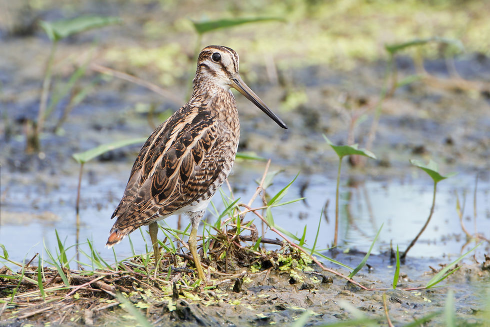 Snipe