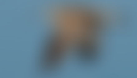 A Lifeline for Curlew