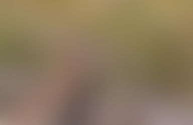 The Curlew: An Avian Vanishing Act