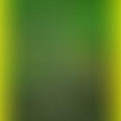 CAHFH Community Garden with Hannan Elementary School