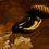 サムネイル： Small plate adelie penguin