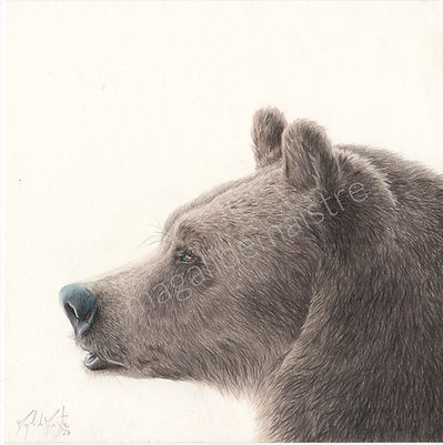 Orso 19x19cm 350€