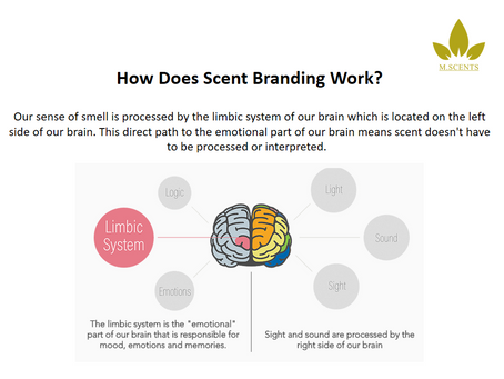 Limbic system of our brain.