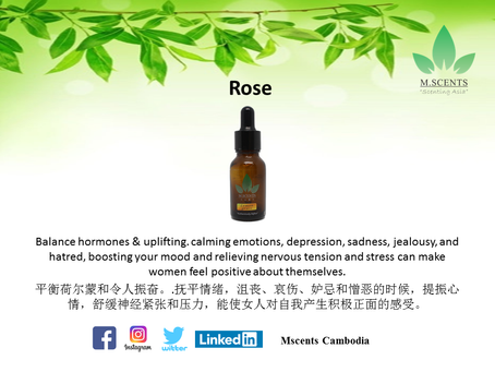 Essential Oils : Rose