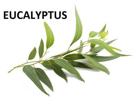 Eucalyptus