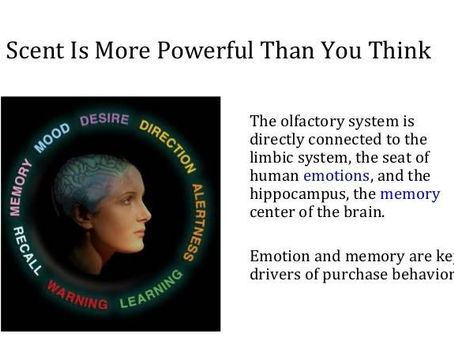 Scent Is More Powerful Than You Think The olfactory system is directly connected the limbic system