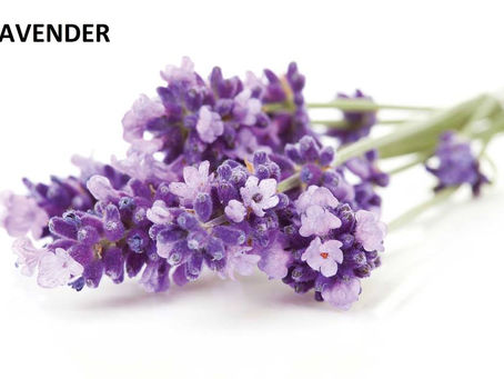 Lavender