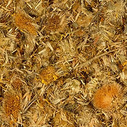 Fleurs d’arnica 