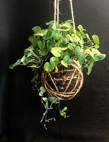 Product_Dichondra.jpg