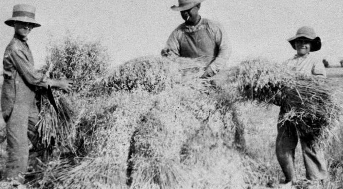 Stacking hay near Coleman, TX, in 1919. (https://texashistory.unt.edu/ark:/67531/metapth52985/: accessed August 10, 2026), University of North Texas Libraries, The Portal to Texas History, https://texashistory.unt.edu; crediting Hardin-Simmons University Library.