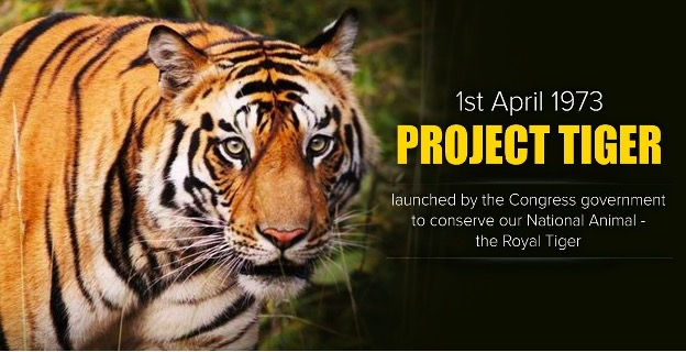 Tiger poster