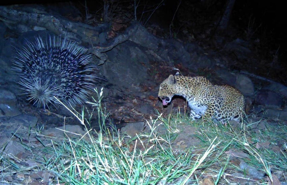 leopard and porcupine