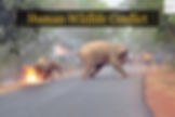 Human Wildlife Conflict