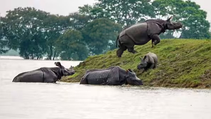 Rhinos