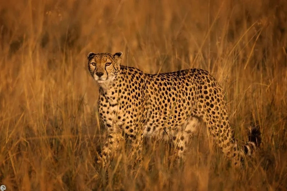 Cheetah