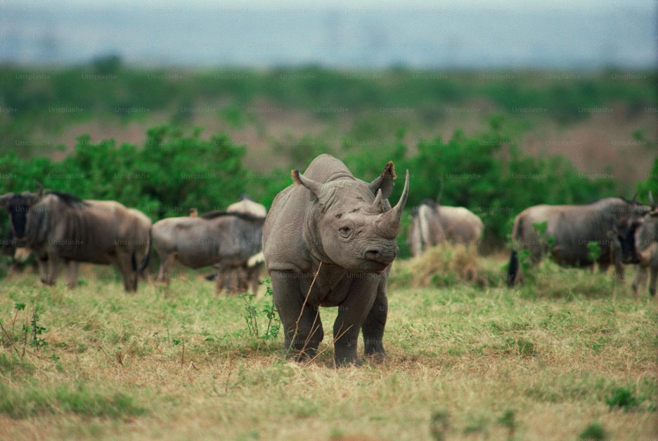 Rhino