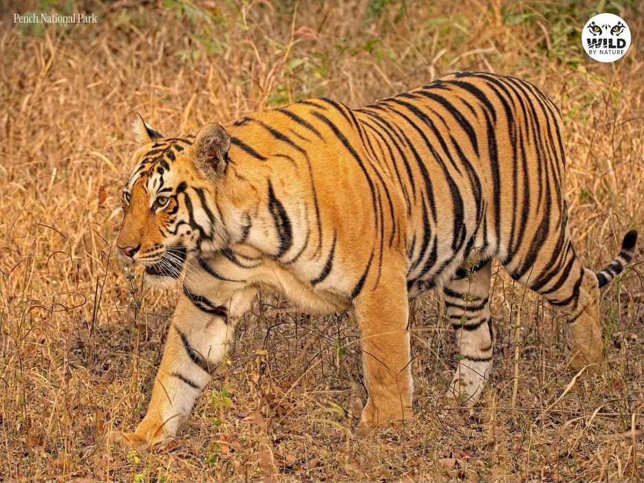Tiger walking