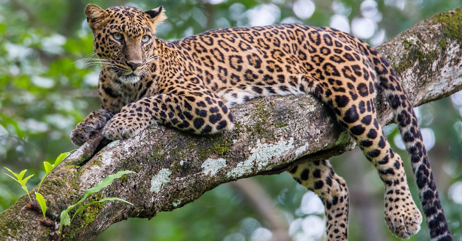 Leopard at Bandhavgarh