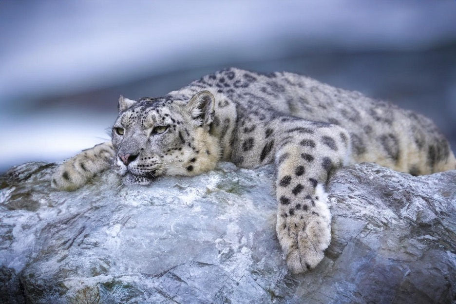 Snow leopard
