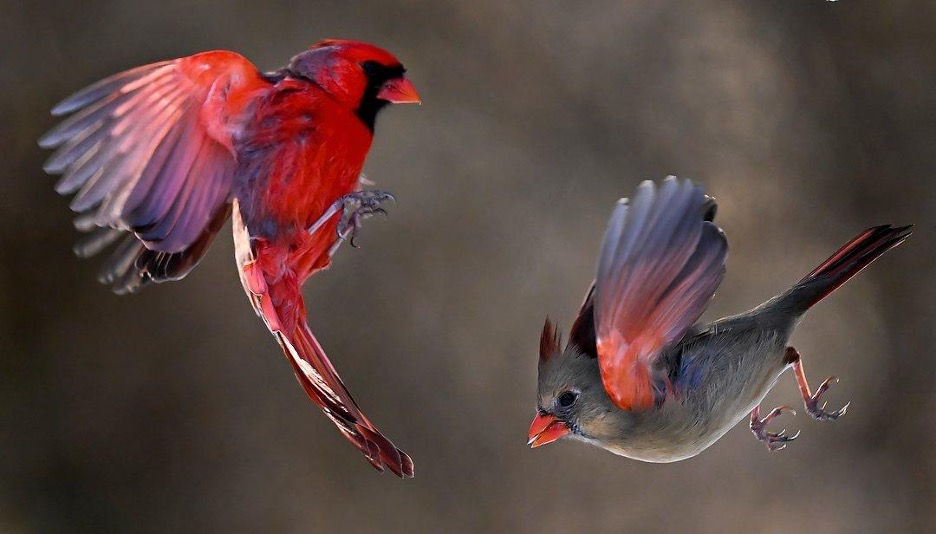 Birds in flight