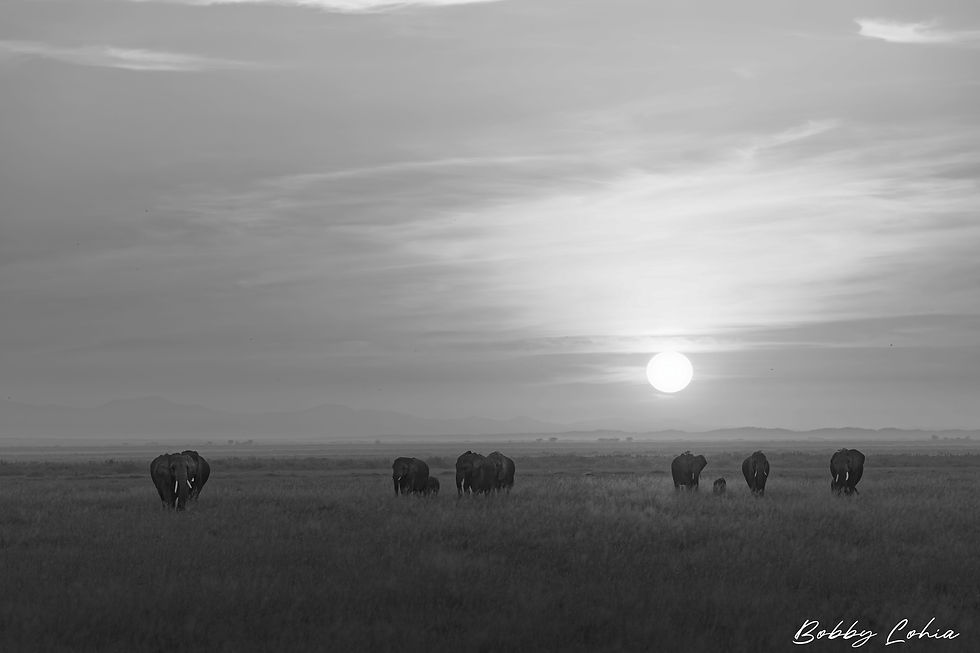Wildlife_Banner01.jpg