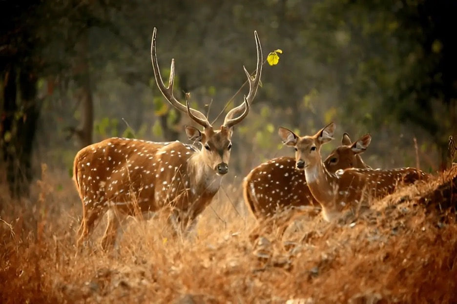 Spotted deer