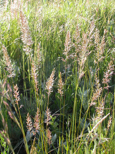 Prairie Junegrass | Wildland Seed Co.