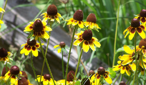 Clasping Coneflower Seeds | Wildland Seed Co.