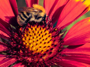 Why Are Pollinators Important?