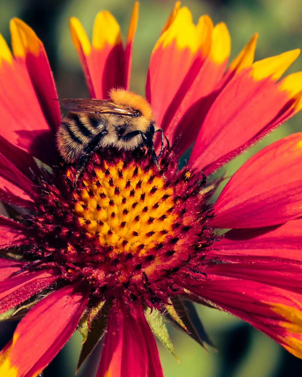 Why Are Pollinators Important?
