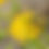 Thumbnail: Yellow Beeplant
